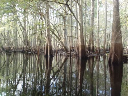 Paddle Withlacoochee River, Hog Island