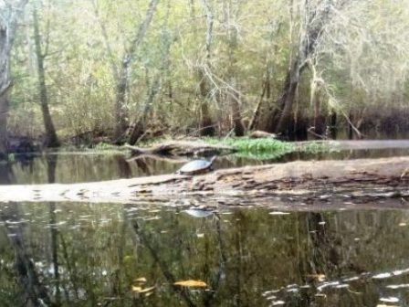 Paddle Withlacoochee River, wildlife