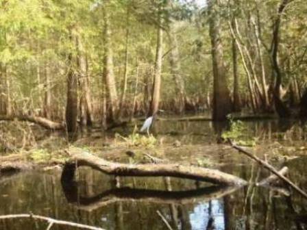 Paddle Withlacoochee River, wildlife