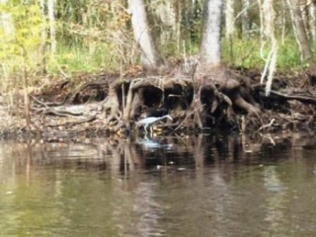 Paddle Withlacoochee River, wildlife