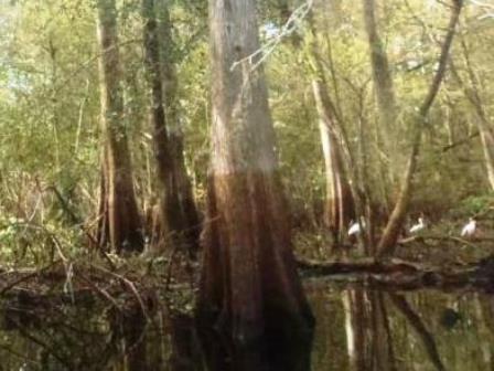 Paddle Withlacoochee River, wildlife