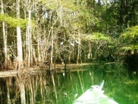 Paddle Withlacoochee River, wildlife