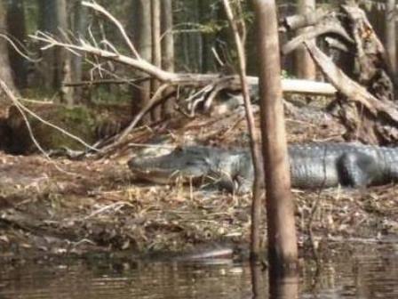 Paddle Withlacoochee River, wildlife