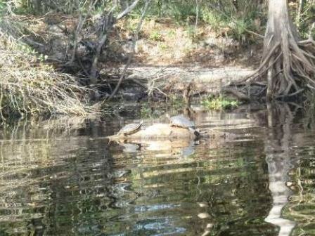 Paddle Withlacoochee River, wildlife