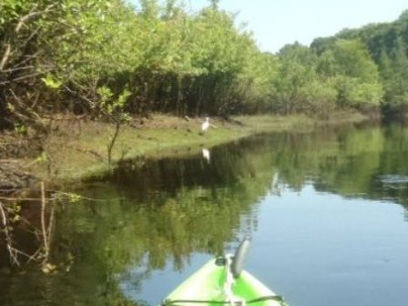 Paddle Withlacoochee River, wildlife