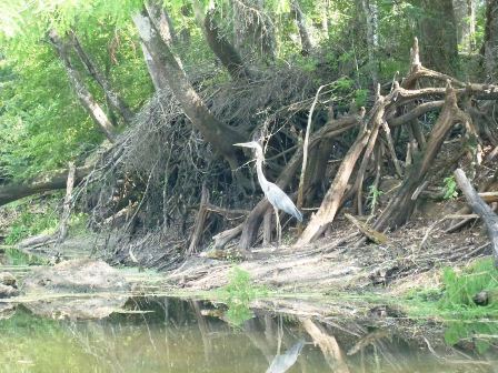 Paddle Withlacoochee River, wildlife