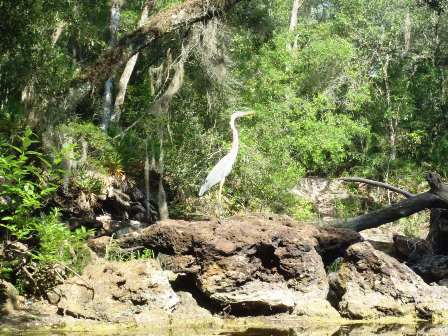 Paddle Withlacoochee River, wildlife