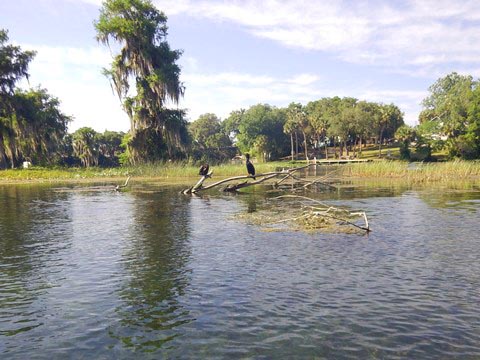 Paddle Withlacoochee River-south, Lake Rousseau