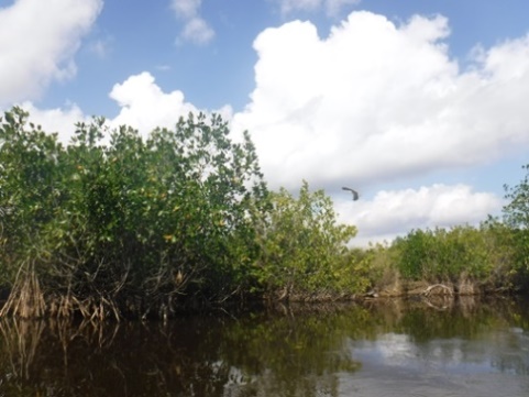 paddling Everglades, East River, kayak, canoe