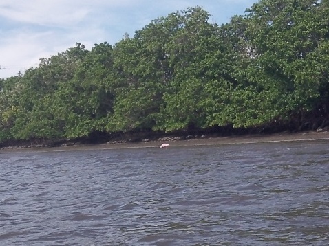 paddling Everglades City, Chokoloskee Bay, kayak, canoe