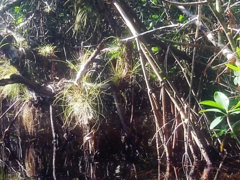 paddling Everglades, Halfway Creek, kayak, canoe