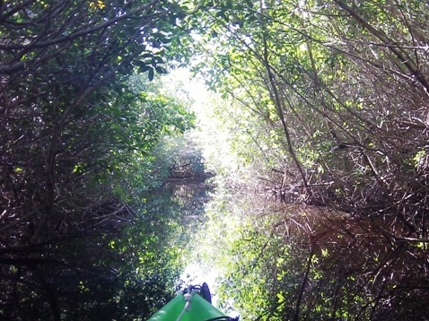 paddling Everglades, Halfway Creek, kayak, canoe