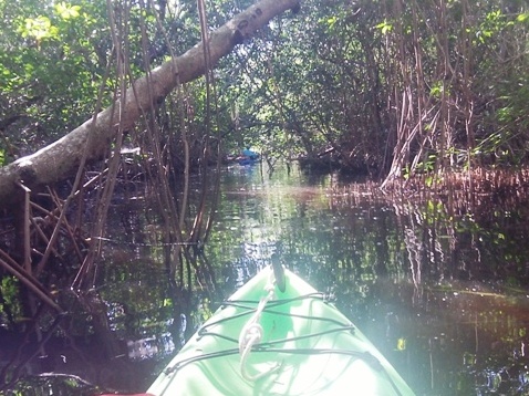 paddling Everglades, Halfway Creek, kayak, canoe