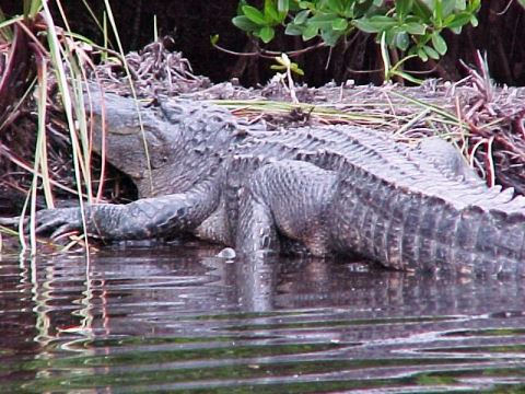 paddling Everglades, Halfway Creek, kayak, canoe