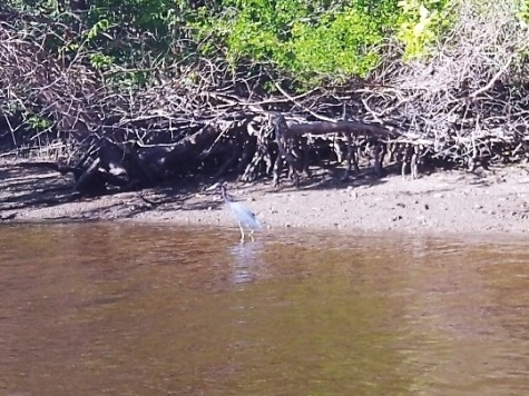 paddling Everglades, Halfway Creek, kayak, canoe