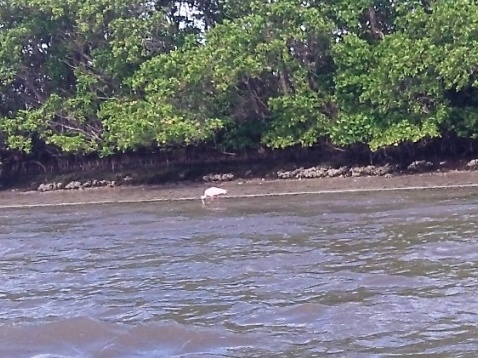 paddling Everglades, Halfway Creek, kayak, canoe