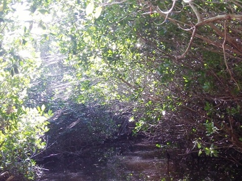 paddling Everglades, Halfway Creek, kayak, canoe