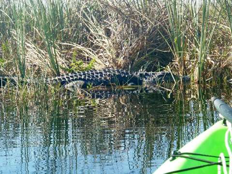 paddling Everglades, Loxahatchee NWR, kayak, canoe