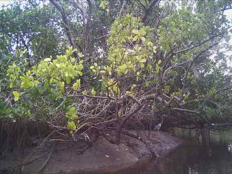 paddling Everglades, Blackwater Paddling Trail, kayak, canoe