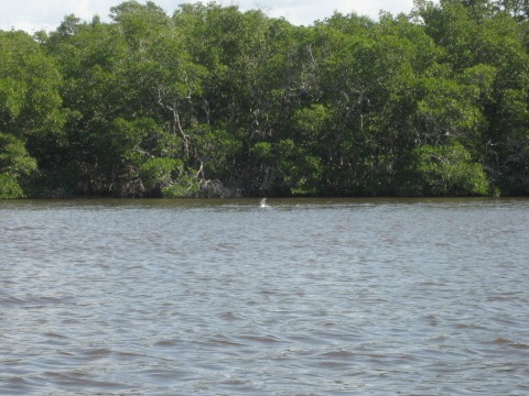 paddling Everglades, Mud Bay, kayak, canoe