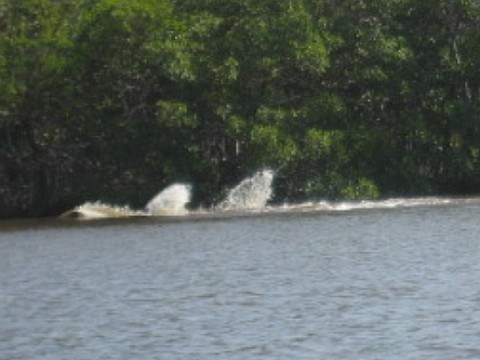 paddling Everglades, Mud Bay, kayak, canoe