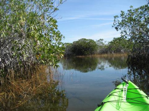 paddling Everglades, Nine Mile Pond, kayak, canoe