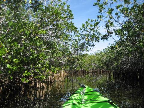 paddling Everglades, Nine Mile Pond, kayak, canoe