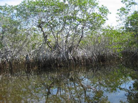 paddling Everglades, Nine Mile Pond, kayak, canoe