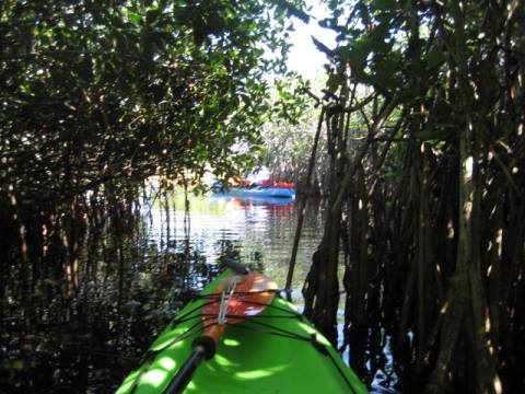 paddling Everglades, Nine Mile Pond, kayak, canoe