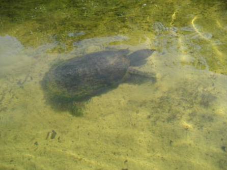 paddling Everglades, Nine Mile Pone, kayak, canoe