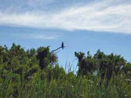 paddling Everglades, Nine Mile Pone, kayak, canoe