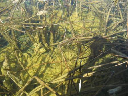 paddling Everglades, Nine Mile Pone, kayak, canoe