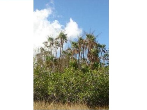 paddling Everglades, Nine Mile Pond, kayak, canoe