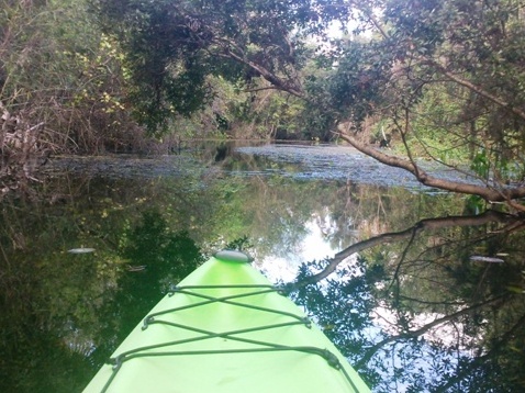 paddling Turner River, kayak, canoe