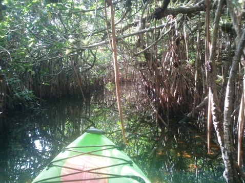 paddling Turner River, kayak, canoe