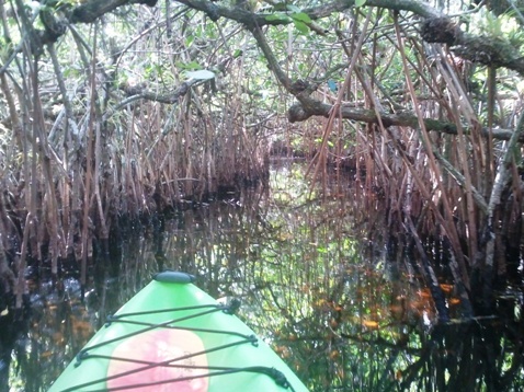 paddling Turner River, kayak, canoe