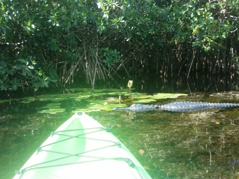 paddling Turner River, kayak, canoe