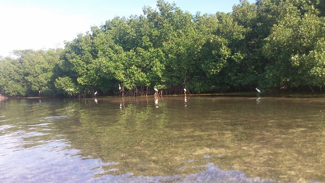 paddling Bahia Honda, Florida Keys, kayak, canoe