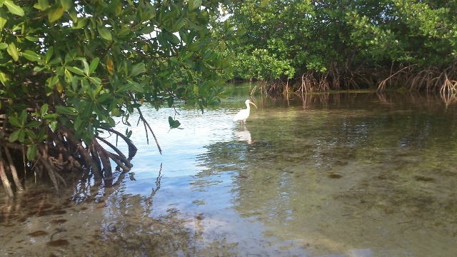 paddling Bahia Honda, Florida Keys, kayak, canoe