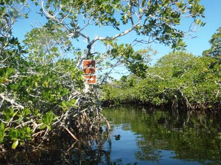 paddling Pennekamp State Park, Florida Keys, kayak, canoe