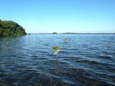 paddling Pennekamp State Park, Florida Keys, kayak, canoe