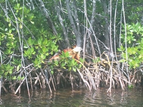 paddling Sugarloaf Key, Florida Keys, kayak, canoe