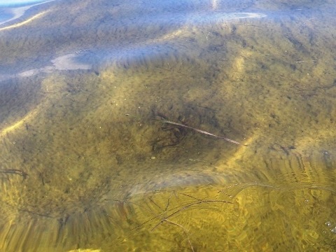 paddling big bend saltwater trail