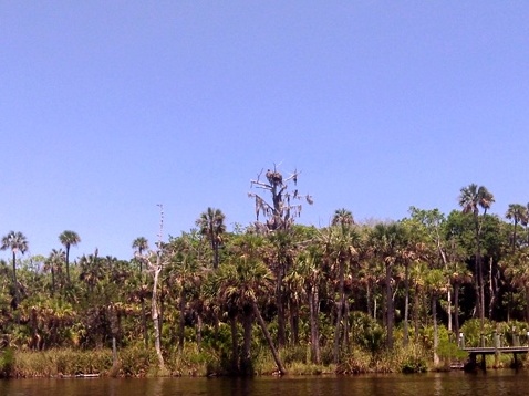 paddling Bulow Creek, kayak, canoe