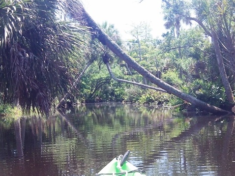 paddling Bulow Creek, kayak, canoe