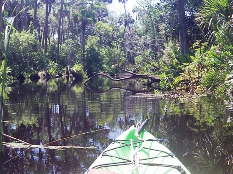 paddling Bulow Creek, kayak, canoe