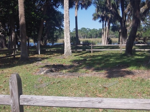 Bulow Plantation Ruins