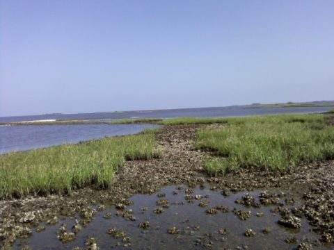 paddling Cedar Key, kayak, canoe