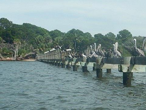 paddling Cedar Key, kayak, canoe, Atsena Otie