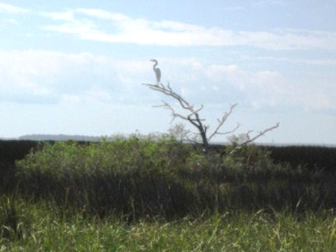 paddling Cedar Key, kayak, canoe